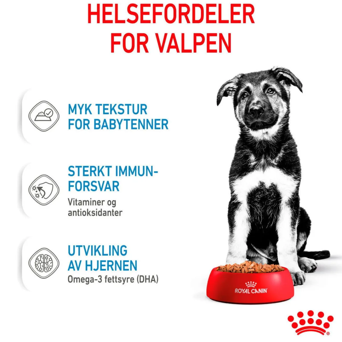 Maxi Puppy 40x140 g>Royal Canin Discount