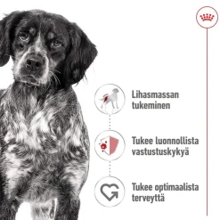 Medium Adult 40 x 140 g>Royal Canin Sale