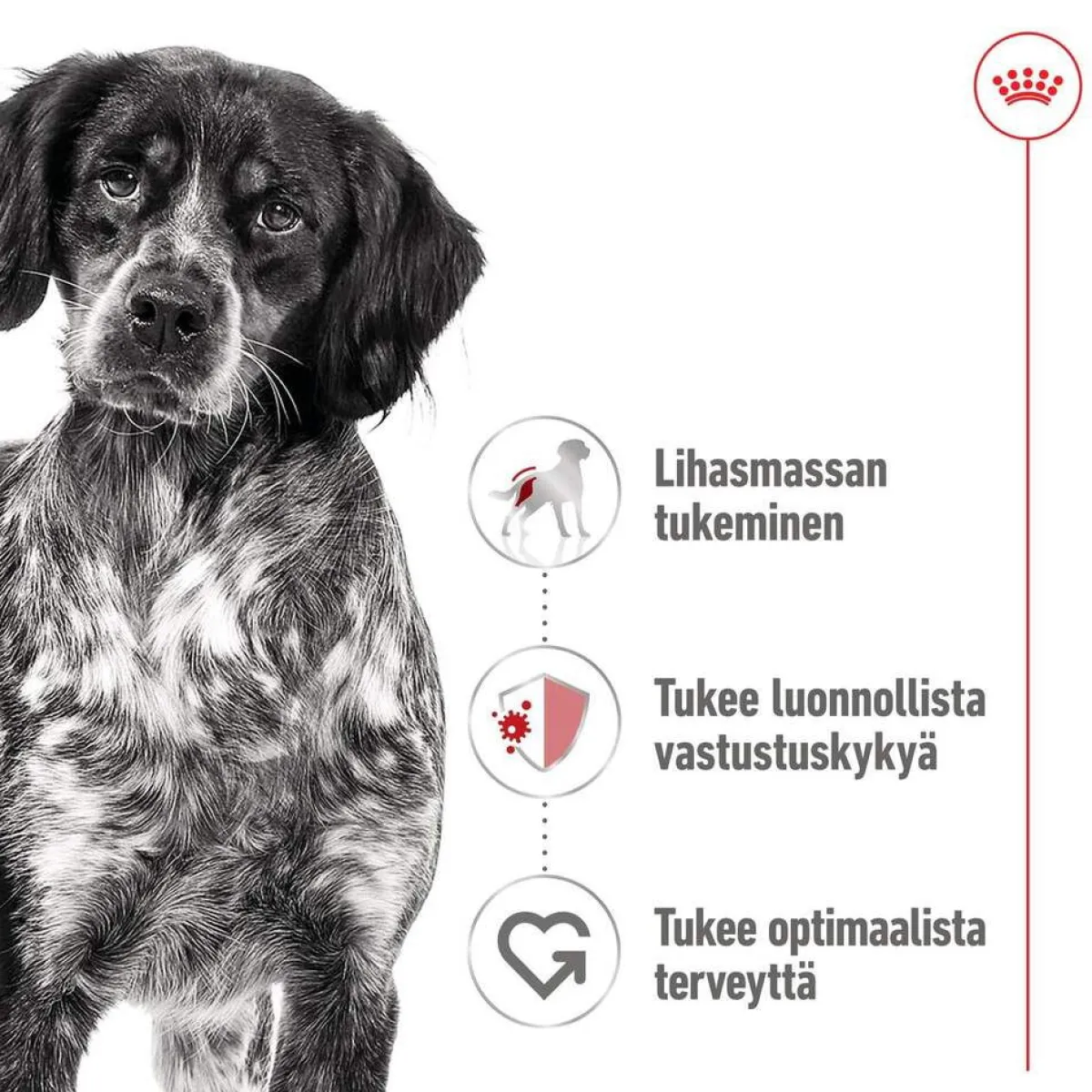 Medium Adult 40 x 140 g>Royal Canin Sale