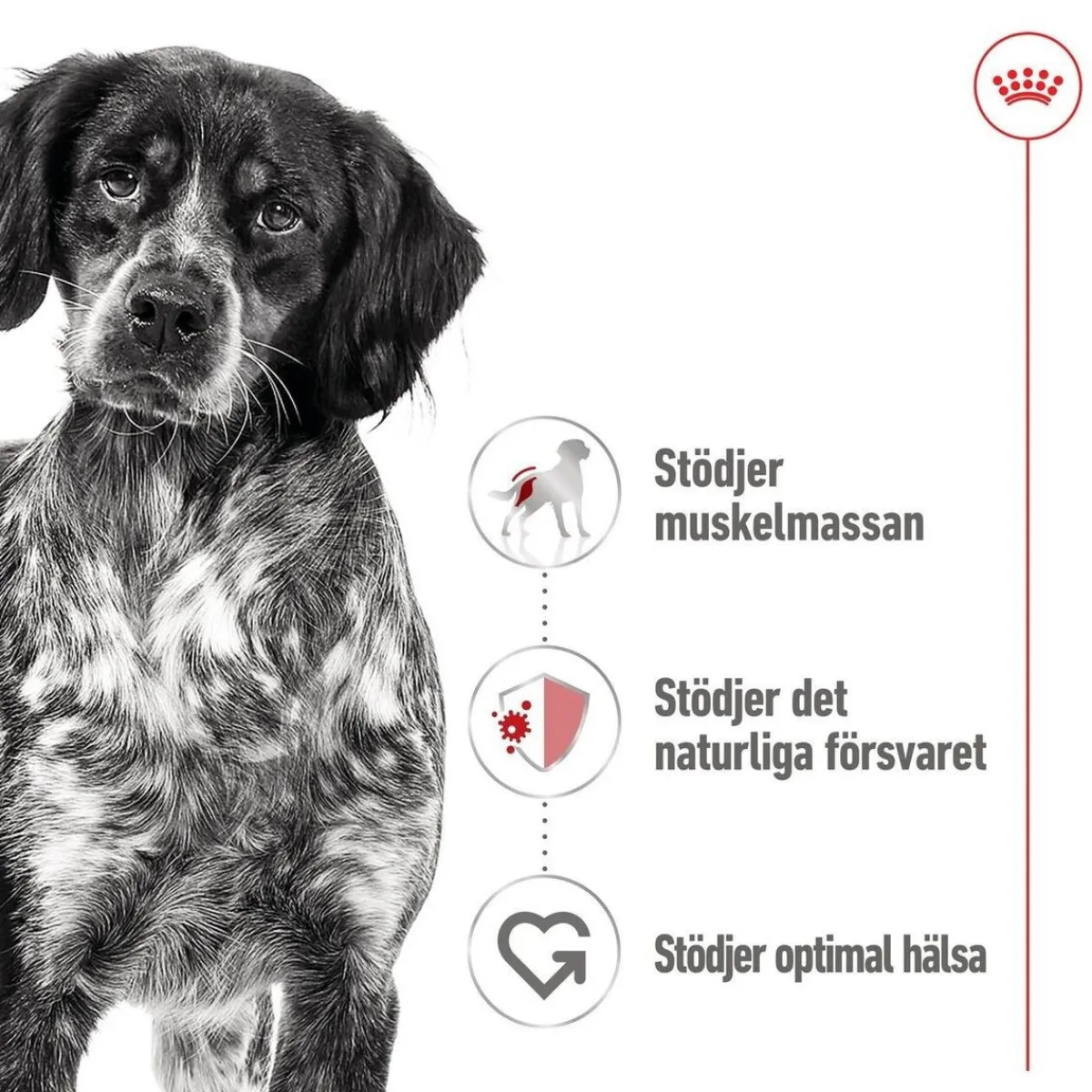 Medium Adult 40 x 140 g>Royal Canin Sale