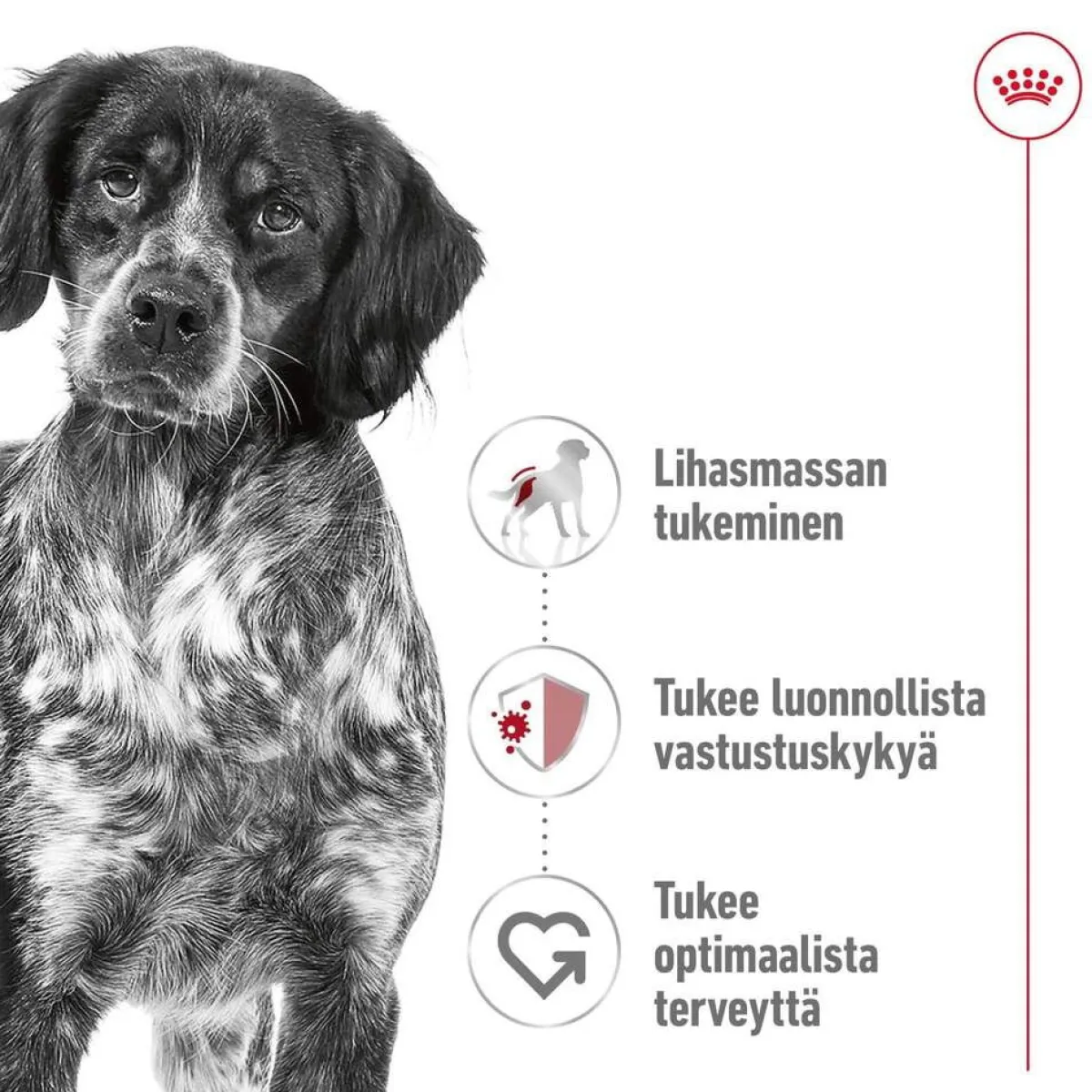 Medium Adult 2 x 15 kg>Royal Canin Outlet