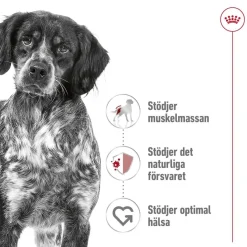 Medium Adult 2 x 15 kg>Royal Canin Outlet
