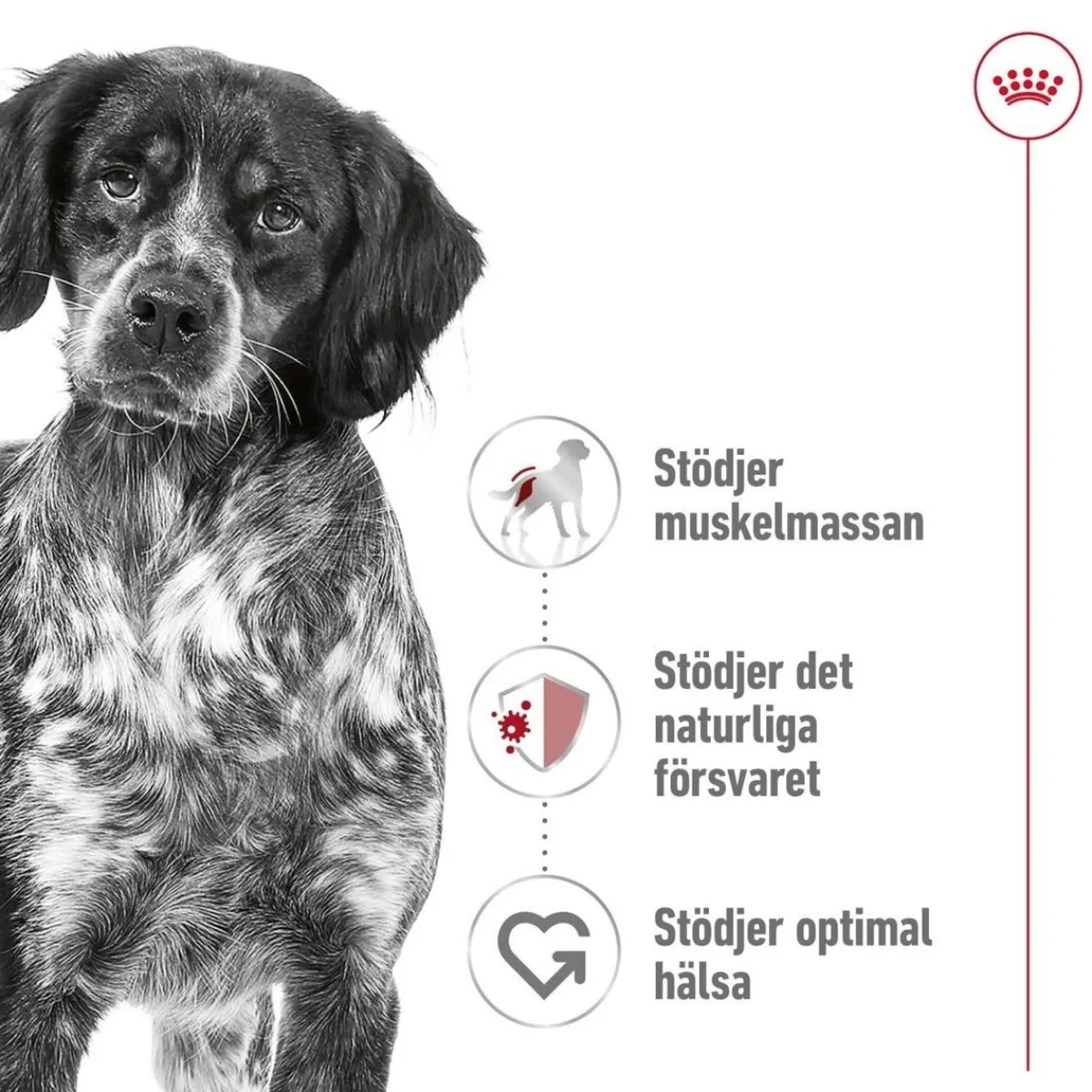 Medium Adult 2 x 15 kg>Royal Canin Outlet