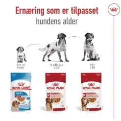Medium Ageing Wet 10 x 140 g>Royal Canin Discount