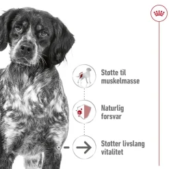 Medium Ageing 10+ 2 x 15kg>Royal Canin Best