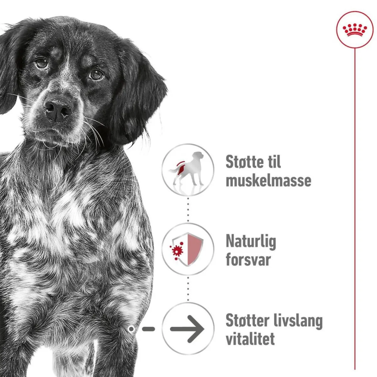 Medium Ageing 10+ 2 x 15kg>Royal Canin Best