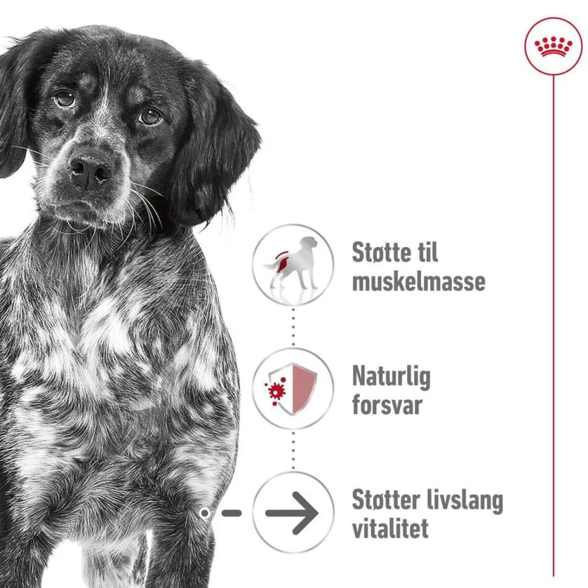 Medium Ageing 10+ 2 x 15kg>Royal Canin Best