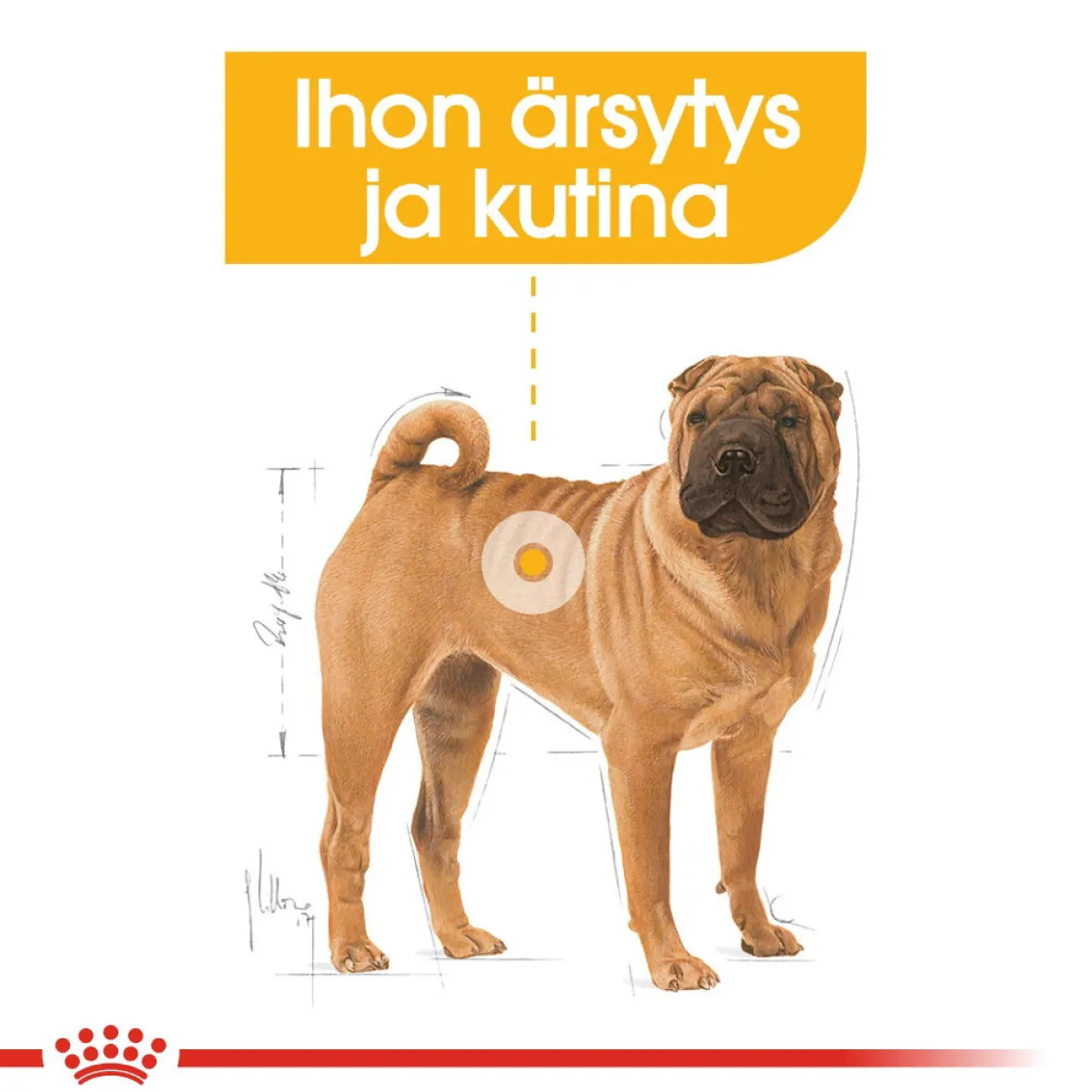 Medium Dermacomfort>Royal Canin