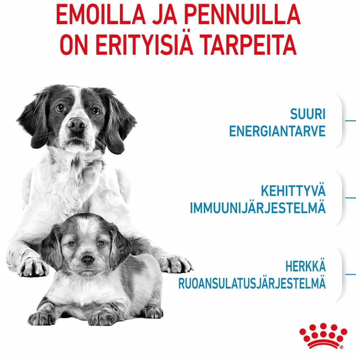 Medium Starter>Royal Canin Online