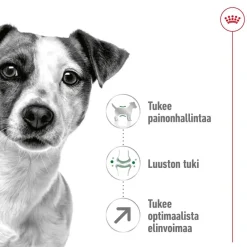 Mini Adult 8+>Royal Canin Discount