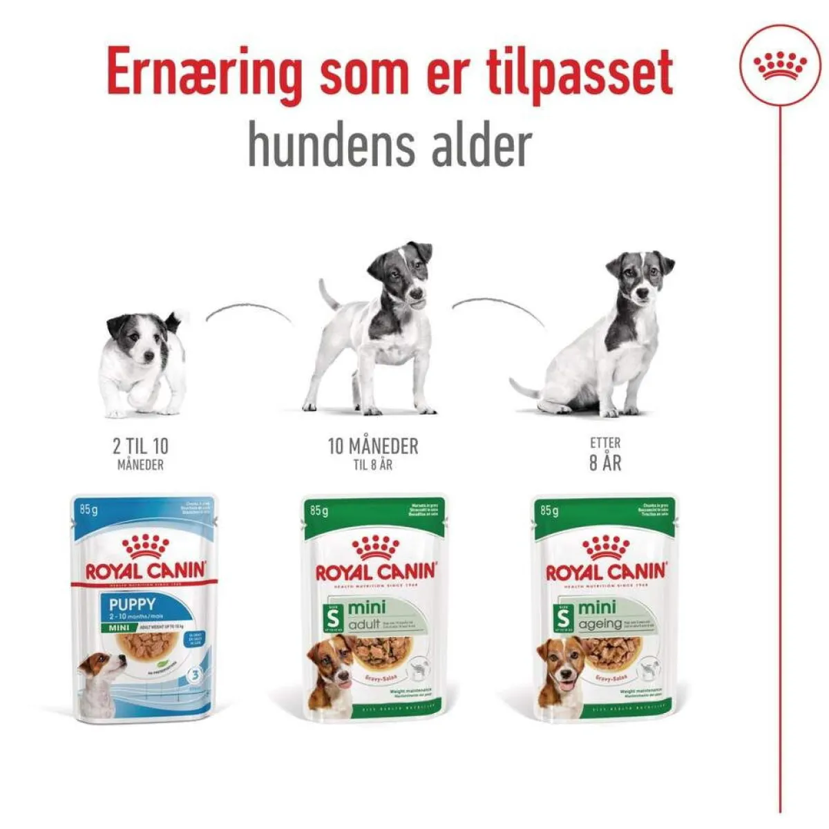 Mini Adult 48 x 85 g>Royal Canin