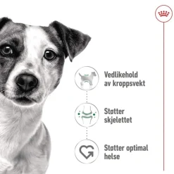 Mini Adult 48 x 85 g>Royal Canin