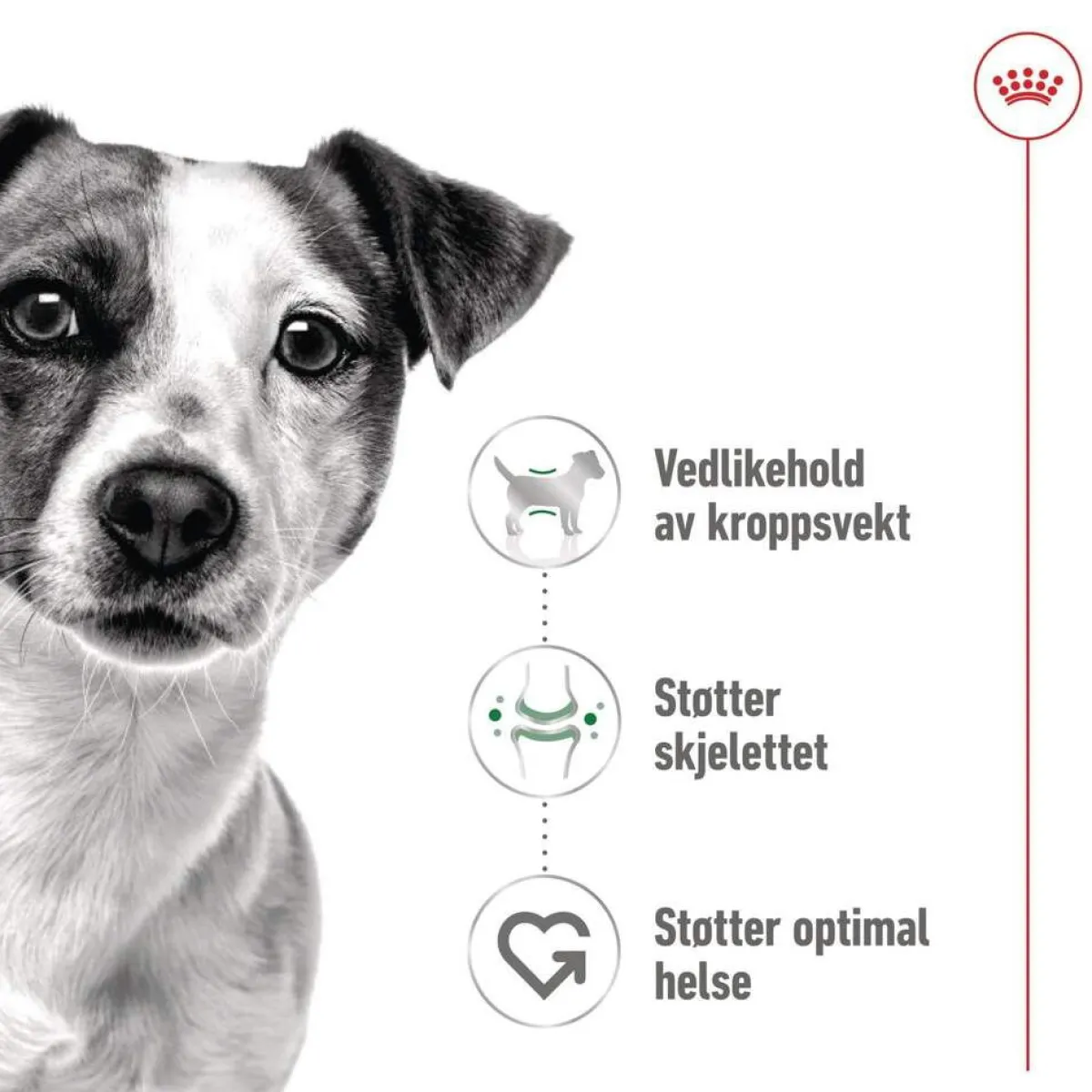 Mini Adult 48 x 85 g>Royal Canin