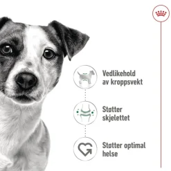Mini Adult 48 x 85 g>Royal Canin
