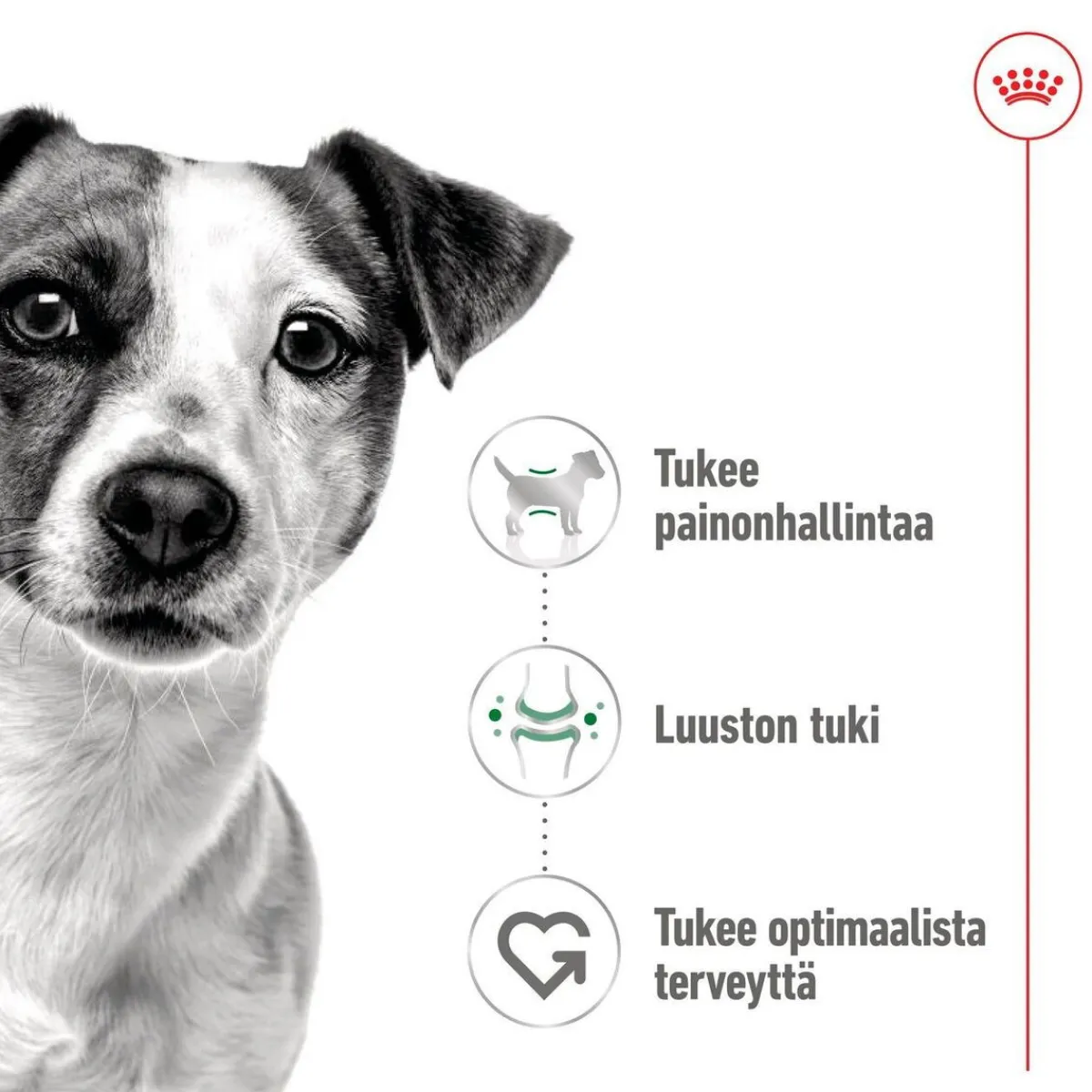 Mini Adult 48 x 85 g>Royal Canin