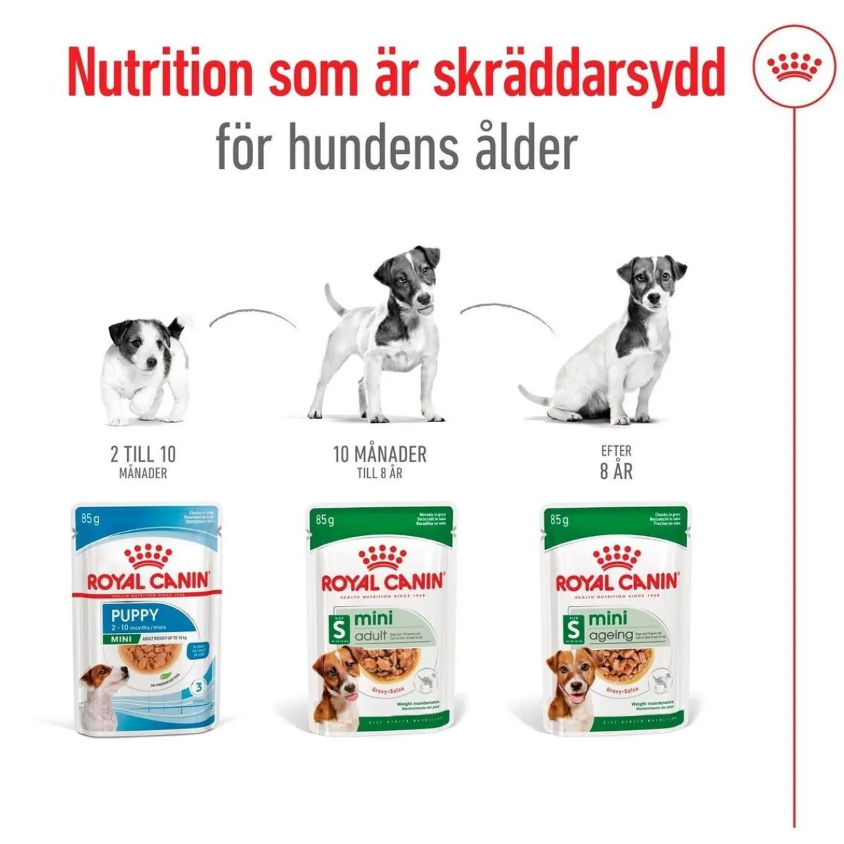 Mini Adult 48 x 85 g>Royal Canin