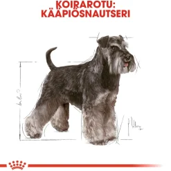 Miniature Schnauzer Adult>Royal Canin