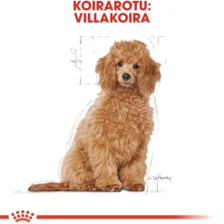 Poodle Puppy 3 kg>Royal Canin New