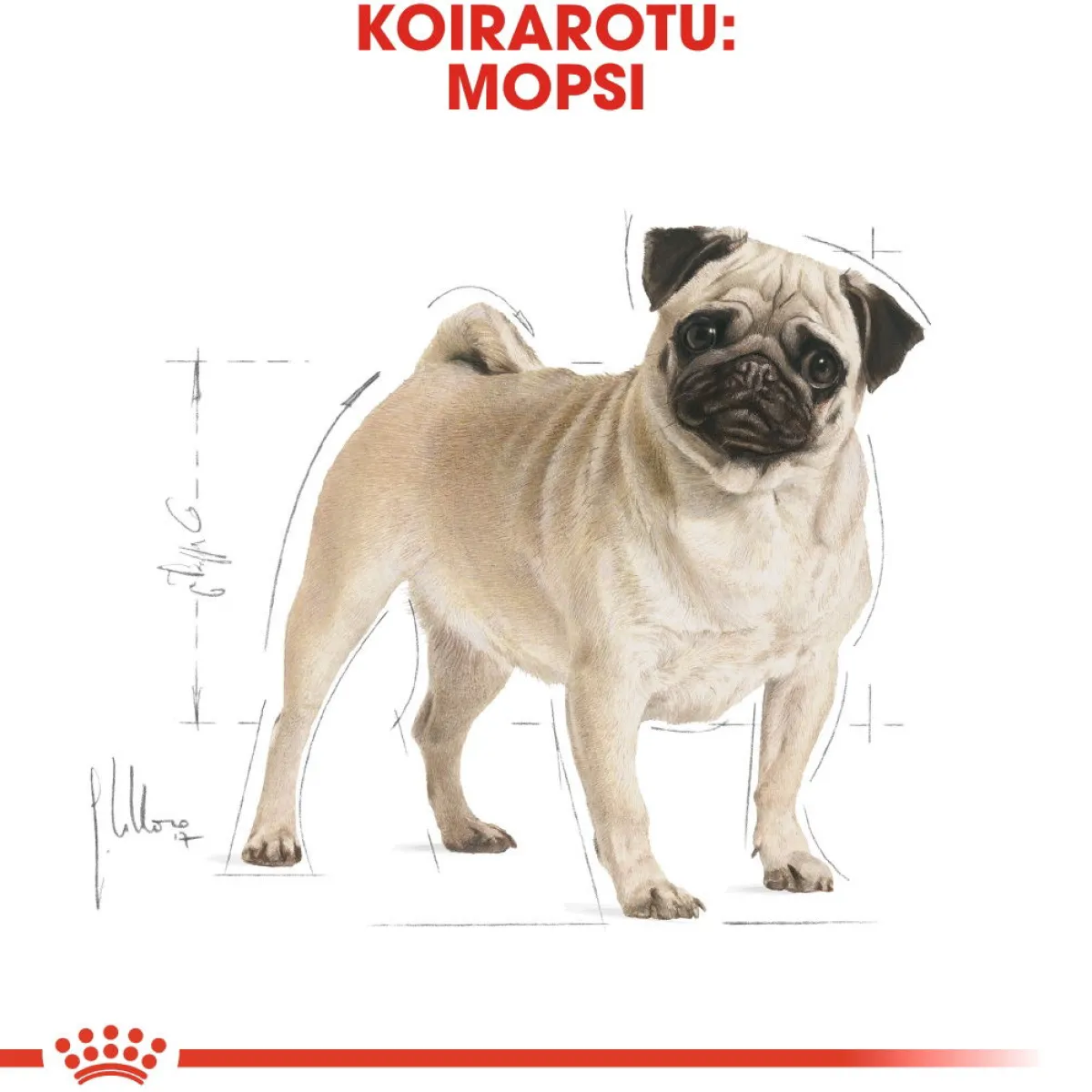 Pug Adult>Royal Canin Online