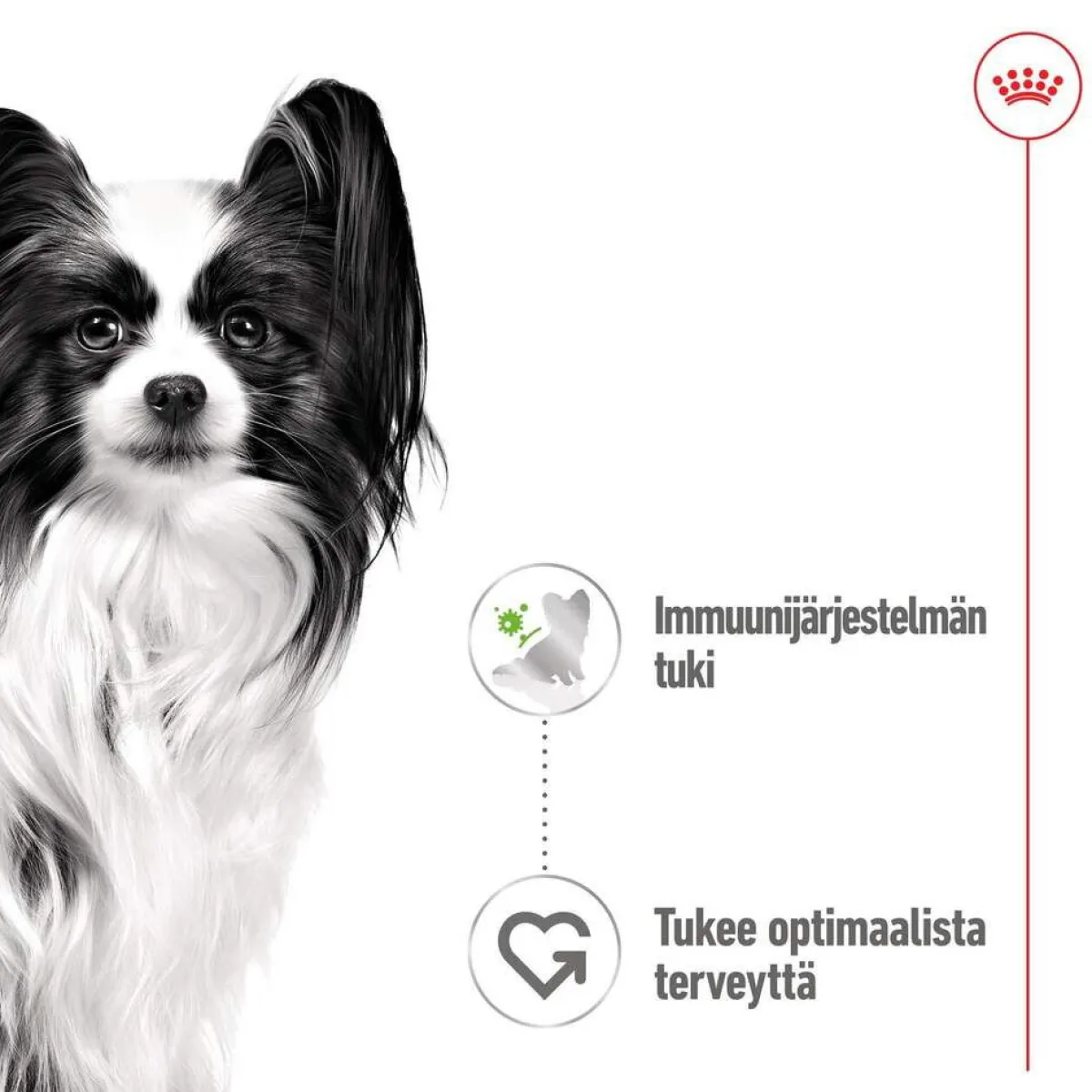XS Adult märkäruoka 12 x 85 g>Royal Canin Best