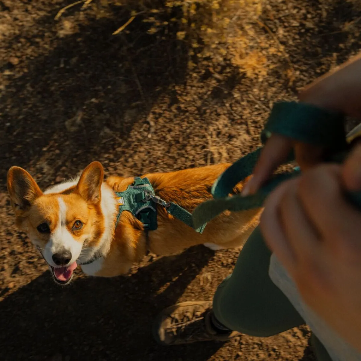 Front Range Flex hihna>RuffWear New