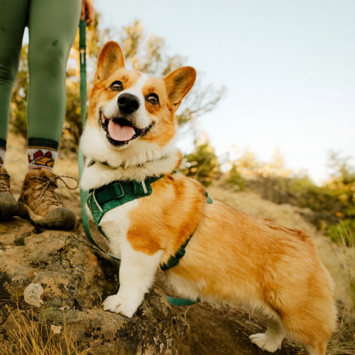 Front Range Flex koiranvaljaat, Deep Teal>RuffWear Best