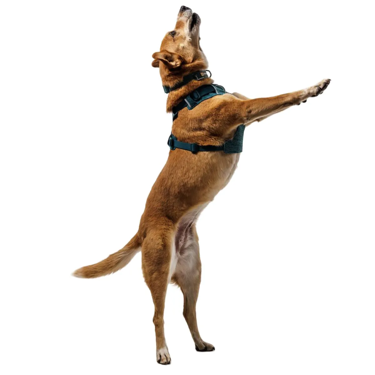 Front Range Flex koiranvaljaat, Deep Teal>RuffWear Best