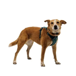 Front Range Flex koiranvaljaat, Deep Teal>RuffWear Best