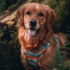 Front Range koiranvaljaat, Spring Mountains>RuffWear Best
