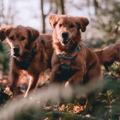Front Range koiranvaljaat, Spring Mountains>RuffWear Best