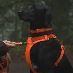 Front Range valjaat, Blaze Orange>RuffWear Hot