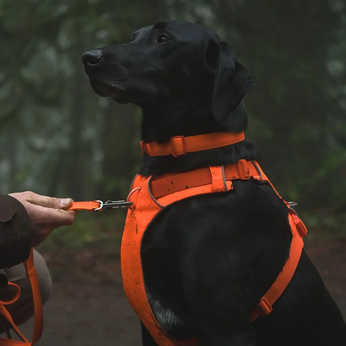Front Range valjaat, Blaze Orange>RuffWear Hot