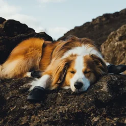 Ridgeline -koiran kengät>RuffWear Best