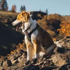 Ridgeline -koiran kengät>RuffWear Best