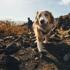 Ridgeline -koiran kengät>RuffWear Best
