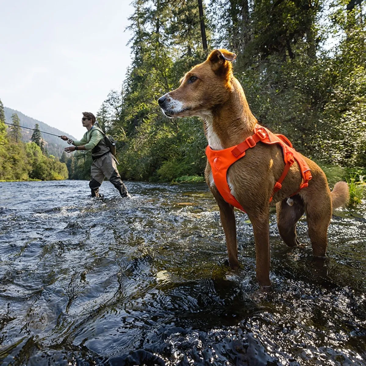 Web Master valjaat koiralle, Blaze Orange>RuffWear Best