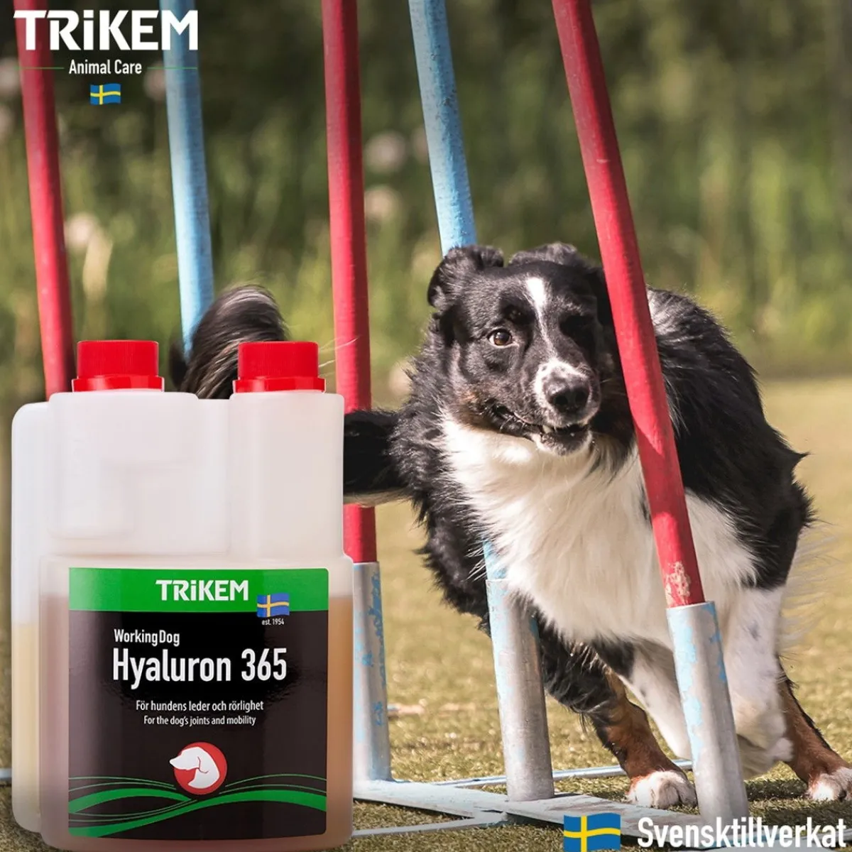 WorkingDog Hyaluron 365>Trikem Online
