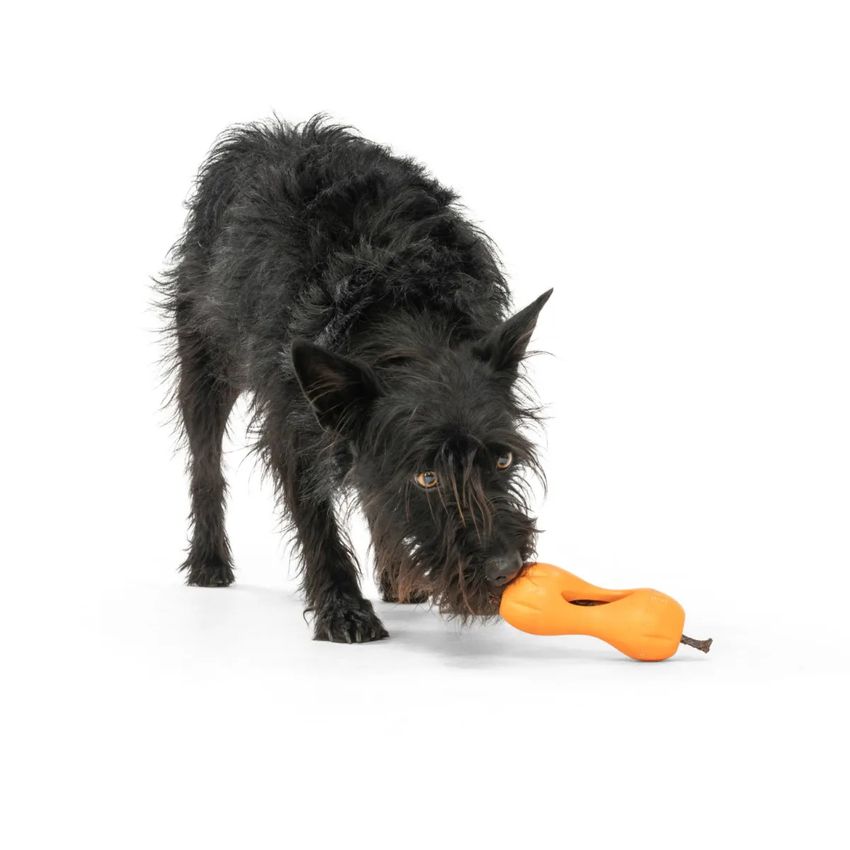 Qwizl aktivointilelu oranssi>West Paw Clearance