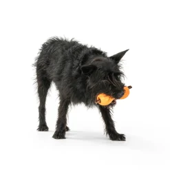 Qwizl aktivointilelu oranssi>West Paw Clearance