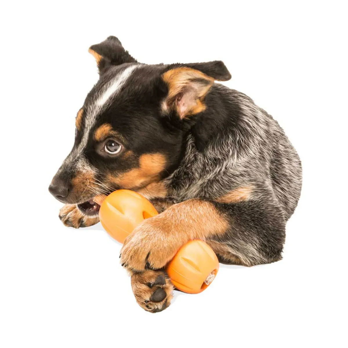 Qwizl aktivointilelu oranssi>West Paw Clearance