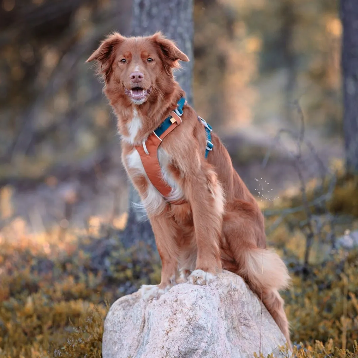 Alpha 360 valjas, Terracotta Mix>Woolly Wolf Outlet