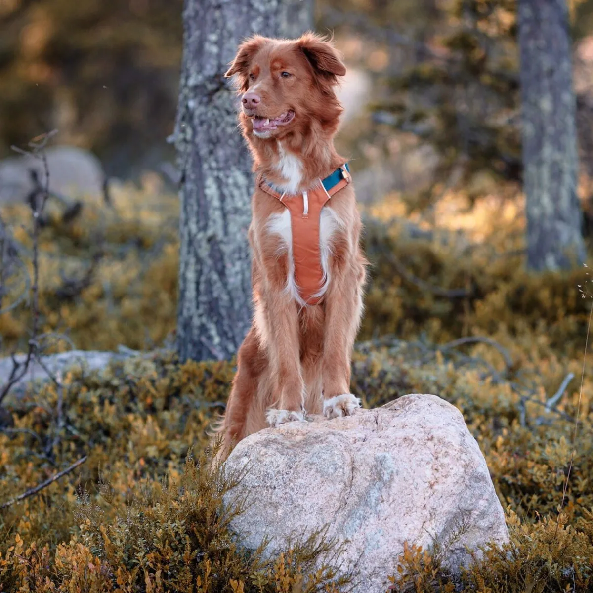 Alpha 360 valjas, Terracotta Mix>Woolly Wolf Outlet