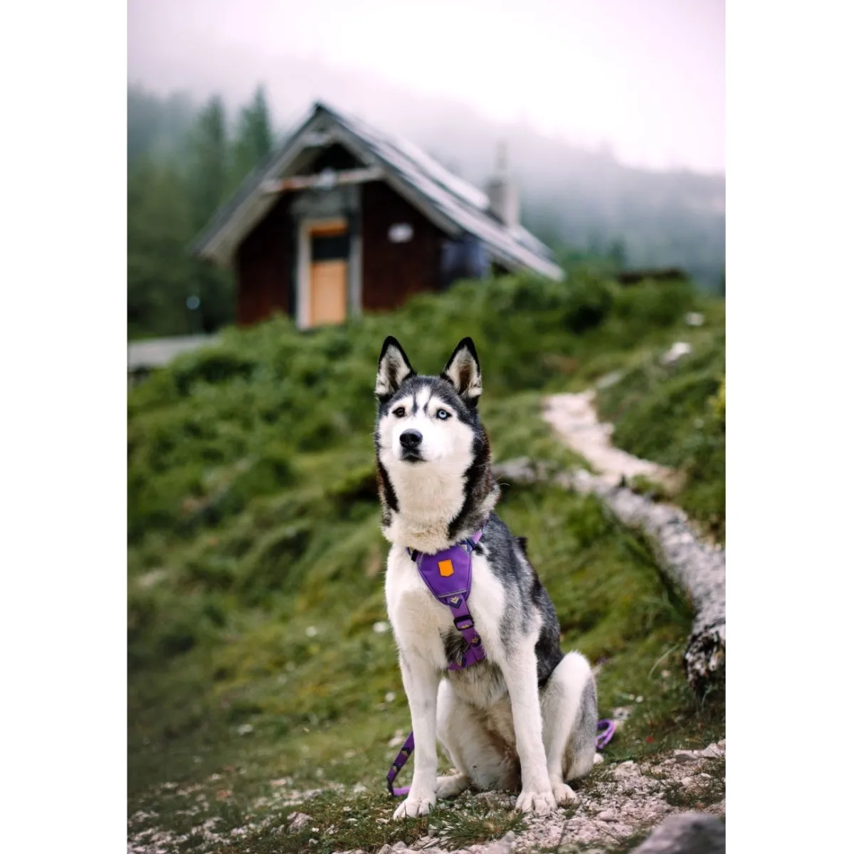 Northern Lights valjaat>Woolly Wolf Outlet