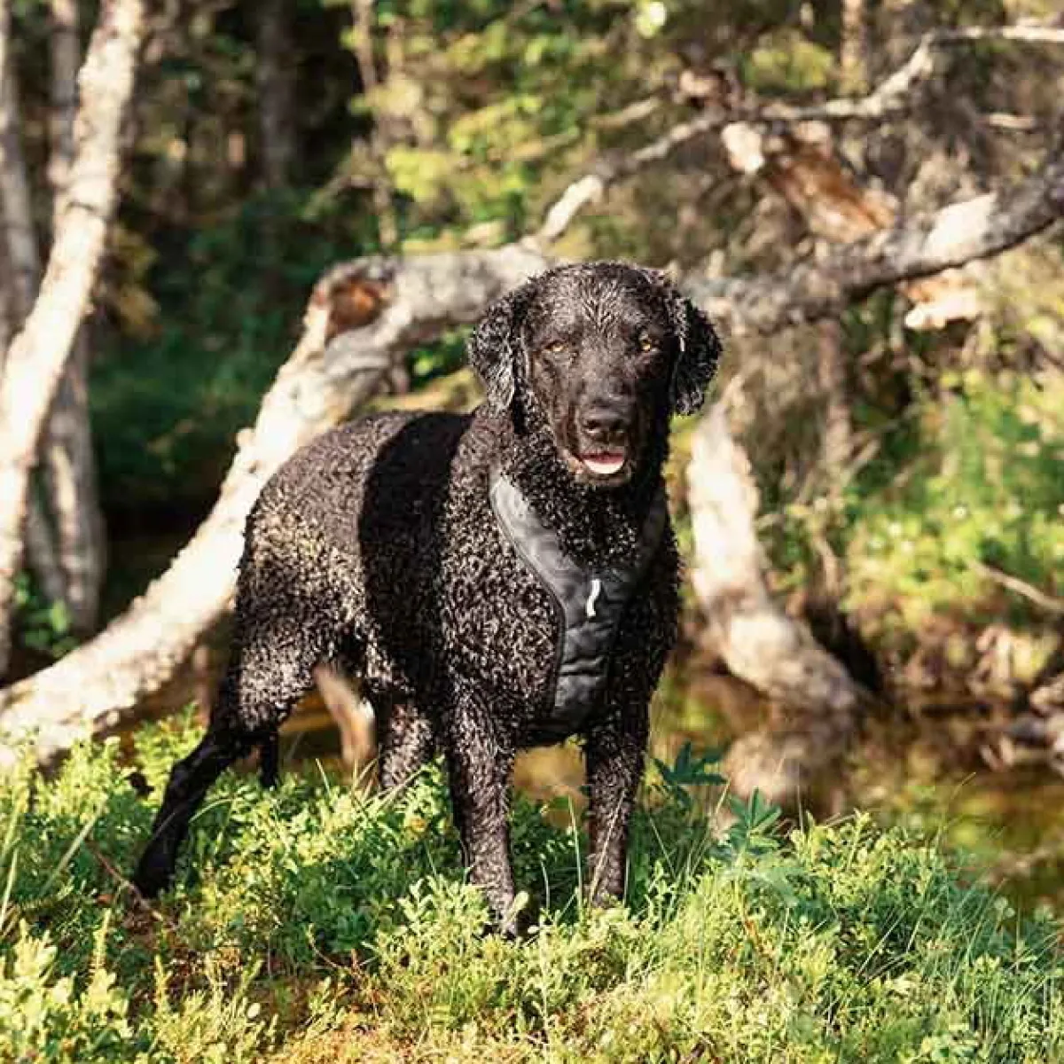 Roam y-valjas, Black Ripple>Woolly Wolf Hot