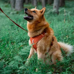 Y-valjaat koiralle Roam, Terracotta Ripple>Woolly Wolf Discount