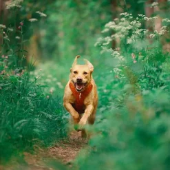 Y-valjaat koiralle Roam, Terracotta Ripple>Woolly Wolf Discount