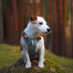 Y-valjas Alpha 360, Glacier Green Mix>Woolly Wolf Outlet
